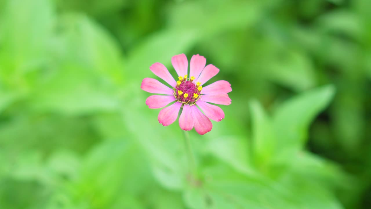 在自然背景模糊的花园里盛开着粉红色的百日菊视频素材