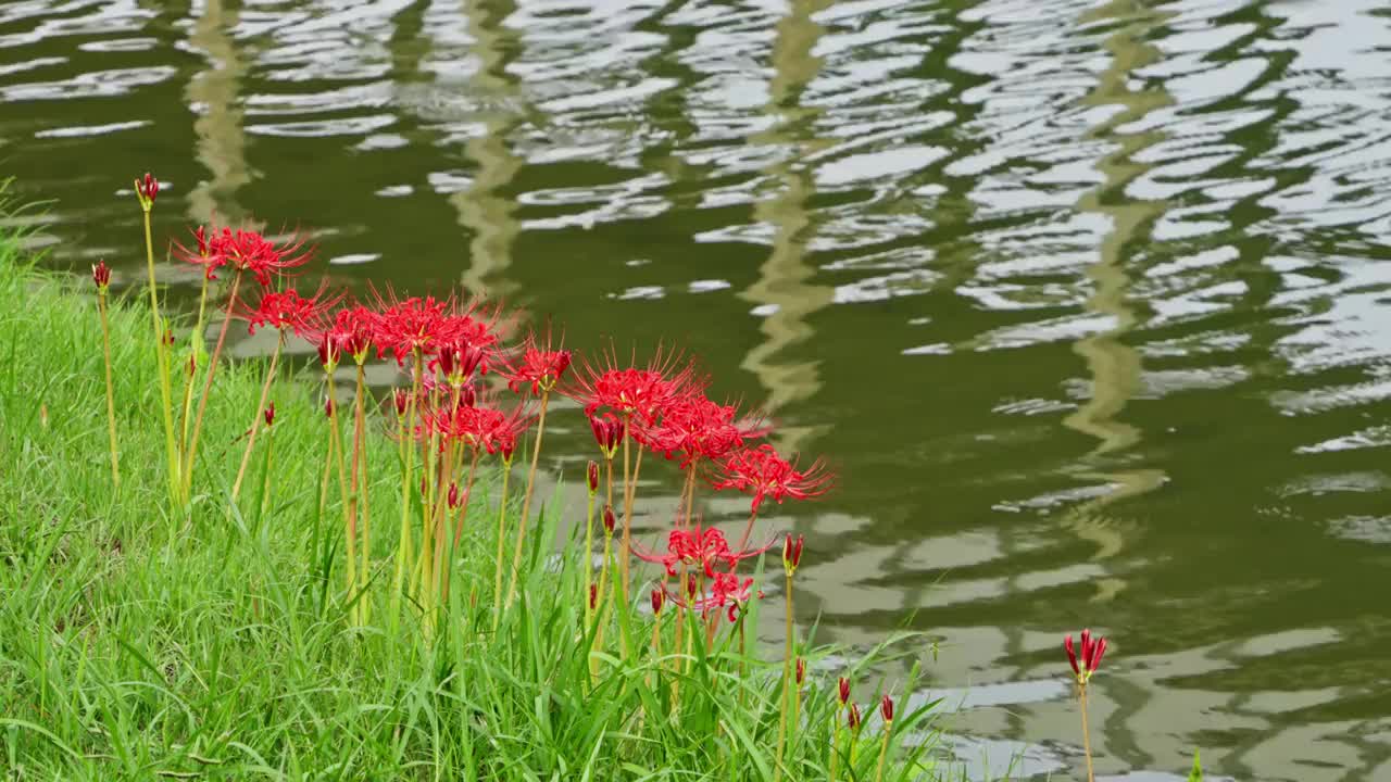 红蜘蛛百合花(石蒜)视频素材