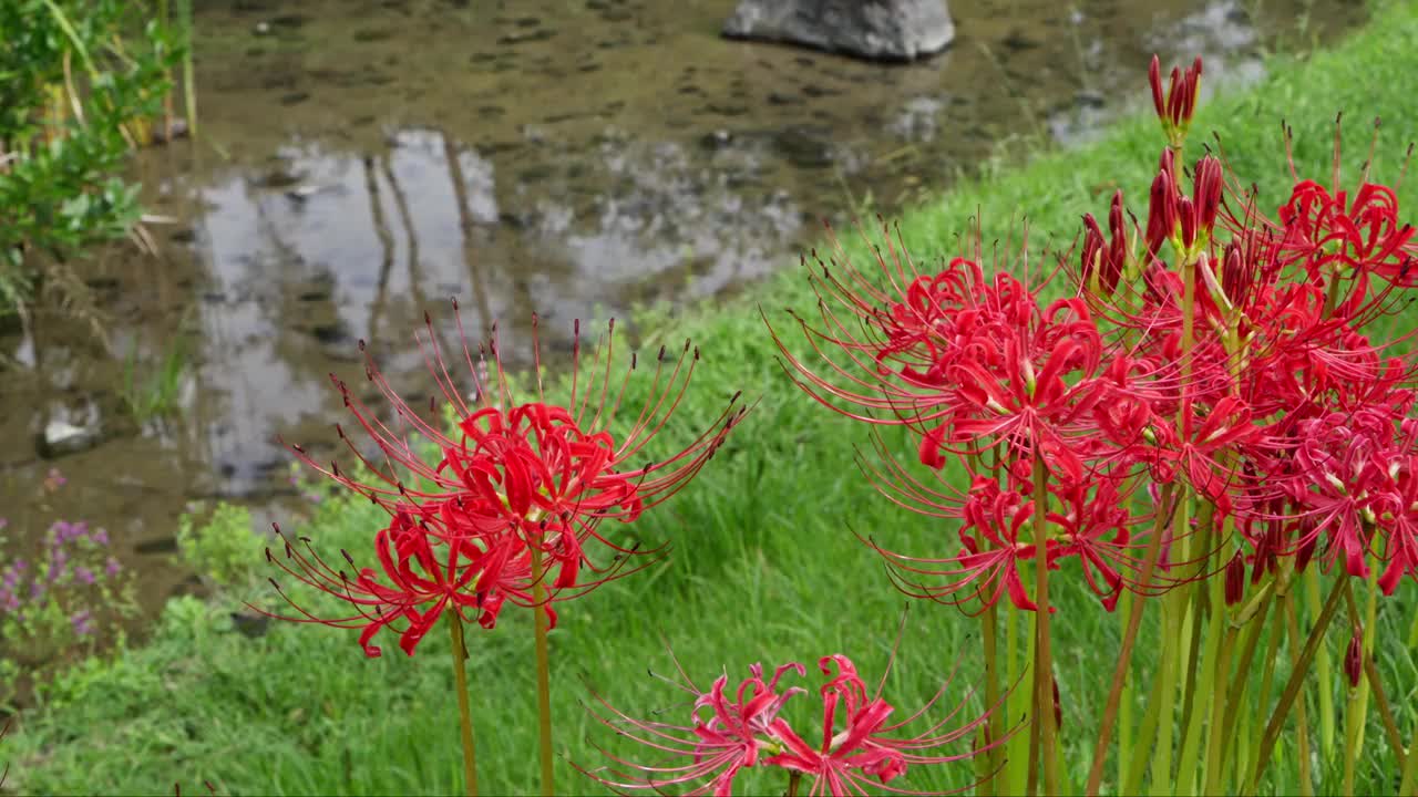 红蜘蛛百合花(石蒜)视频下载