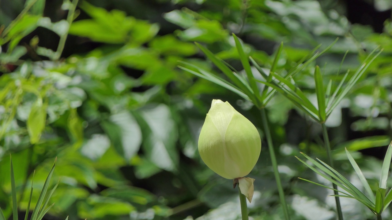 荷花睡莲在清晨盛开。视频素材