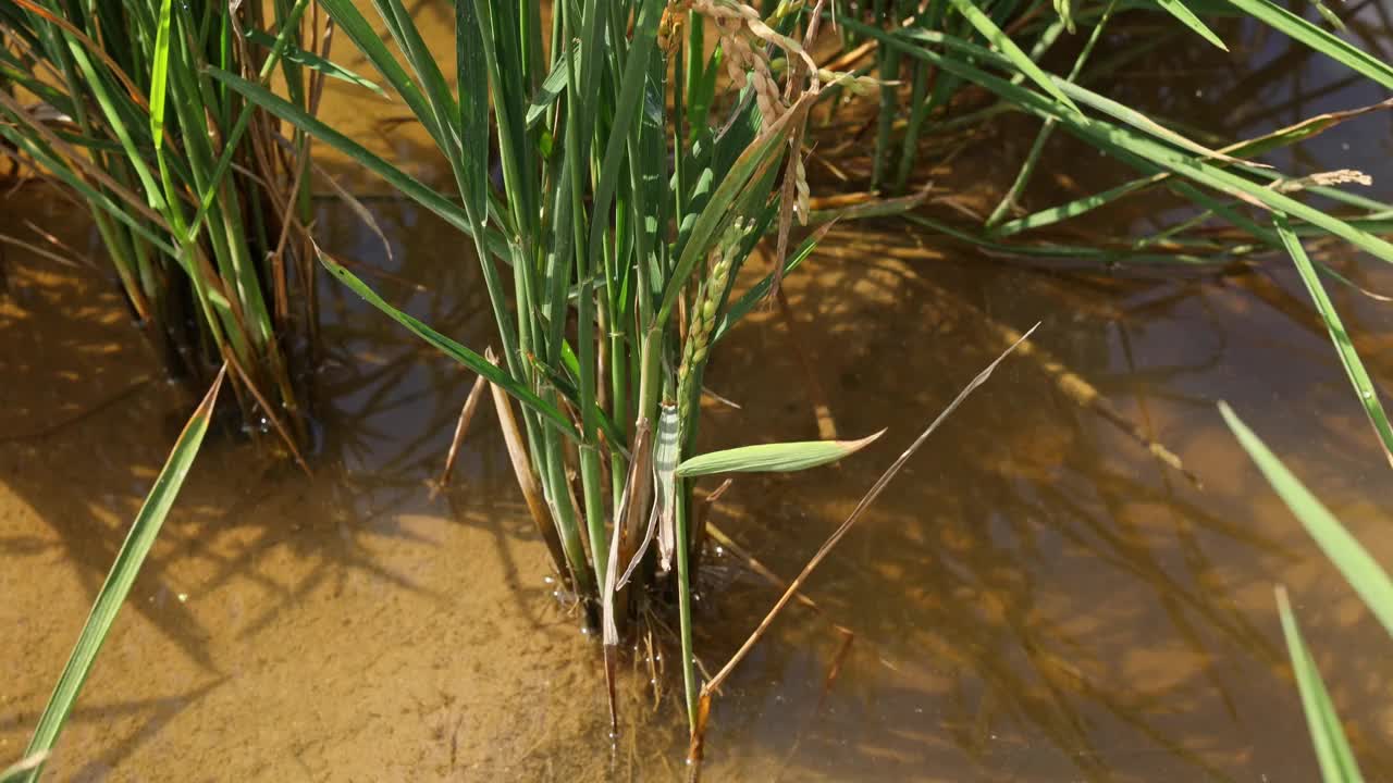 在一个阳光明媚的日子里，稻田里正在成熟的水稻视频素材