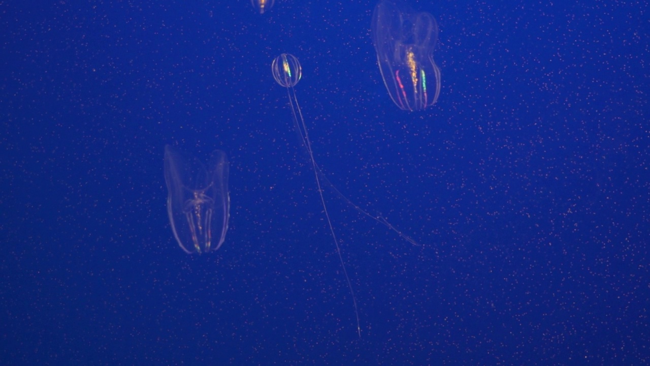 海核桃，又称疣状栉水母或海核桃，是一种背景为深蓝色的触须栉水母视频素材