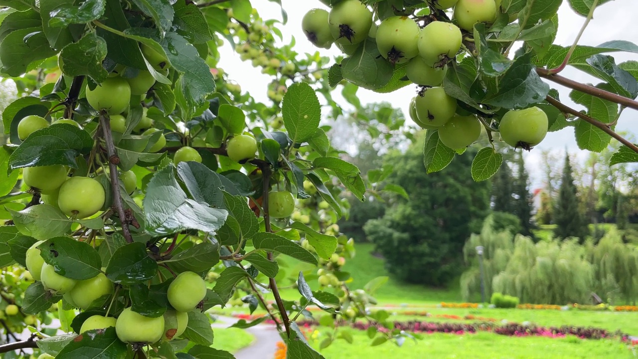 一个成熟的绿苹果和雨滴在夏天的苹果树枝上。培育环保水果。收获苹果。甜甜的维他命水果甜点。收获苹果视频素材