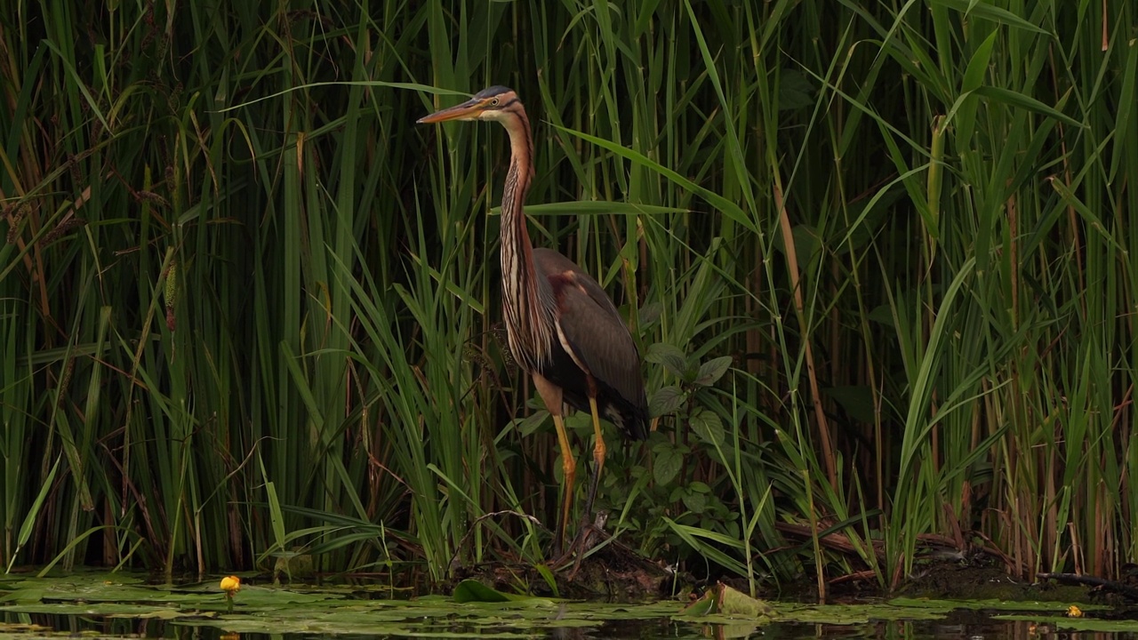 一只美丽的紫鹭(Ardea purpurea)站在芦苇项圈前视频素材