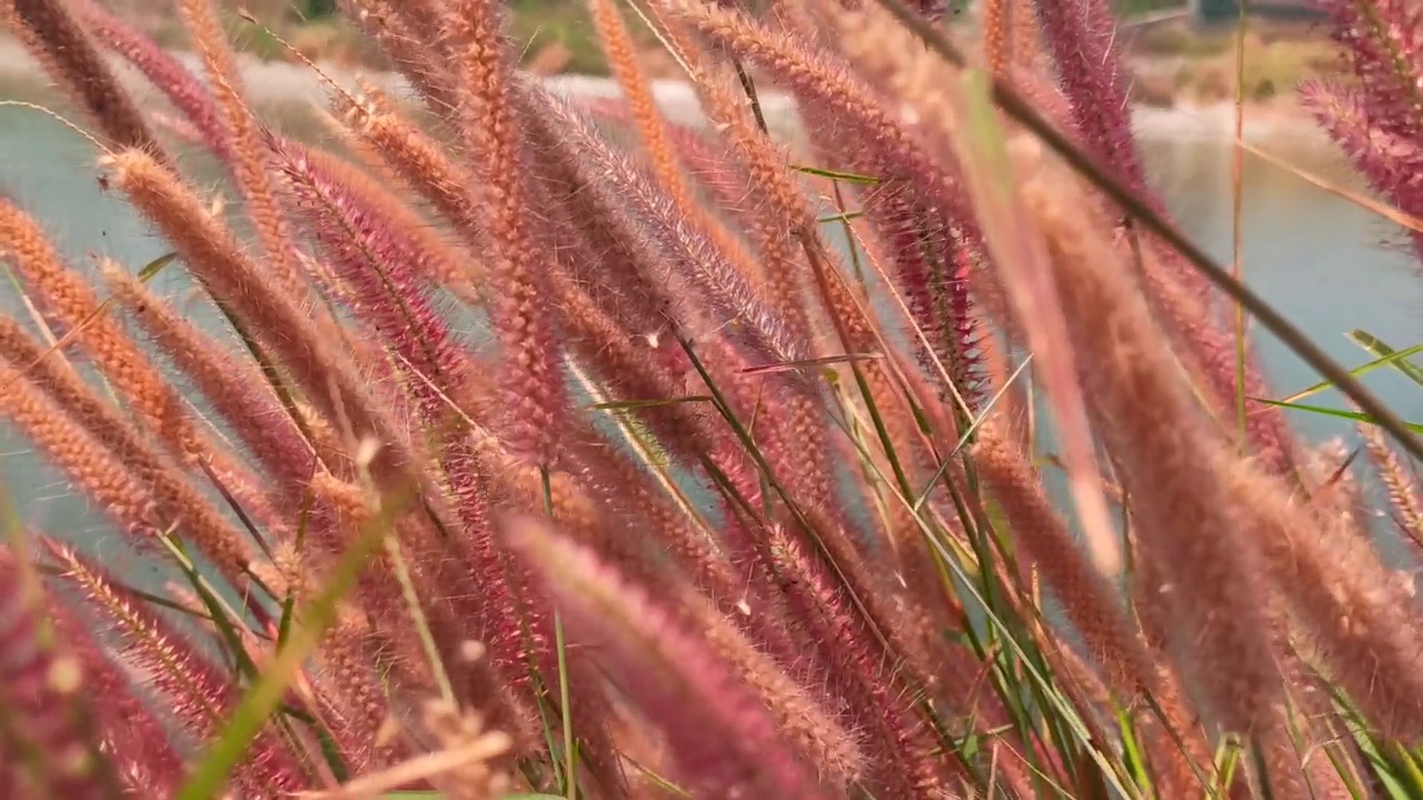 花朵摇曳视频素材