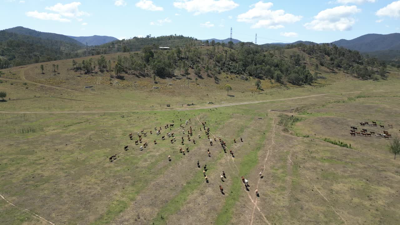 一群牛穿过澳大利亚昆士兰州农村的农田视频素材