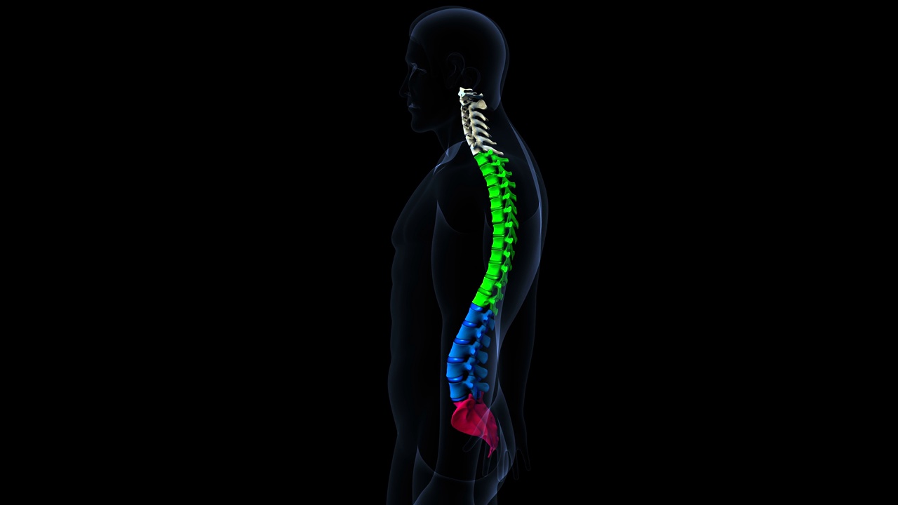 人体骨骼脊柱，腰椎，骶骨，3d插图视频素材