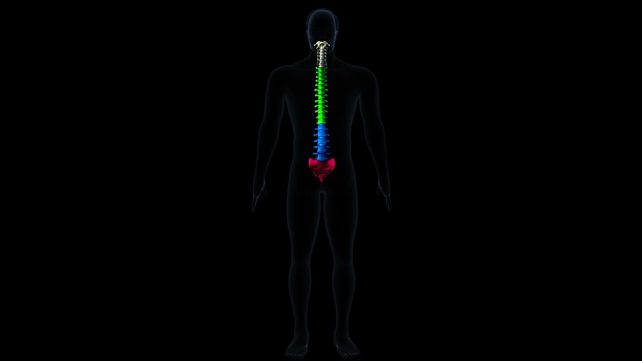 人体脊柱解剖学。三维演示视频素材