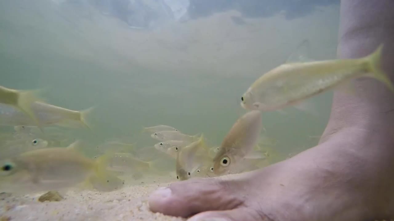 小鱼在天然水源下的瀑布边吮吸着食物，人们泡在水里视频素材