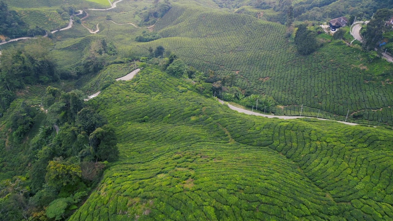 清晨，金马仑高地的茶园，鸟瞰有雾的景象视频下载