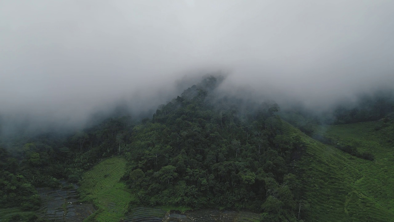 清晨，金马仑高地的茶园，鸟瞰有雾的景象视频下载