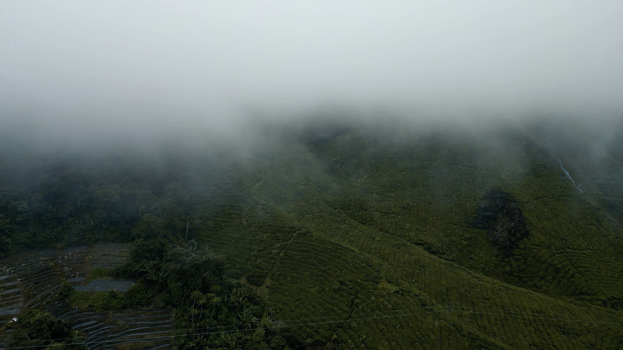 清晨，金马仑高地的茶园，鸟瞰有雾的景象视频下载