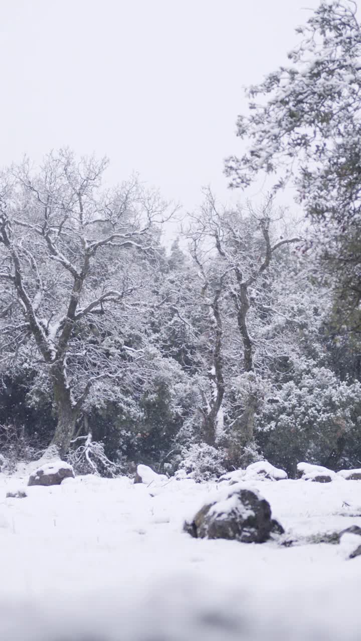 垂直视频-在茂密的森林里，大雪落在树上的慢动作视频素材