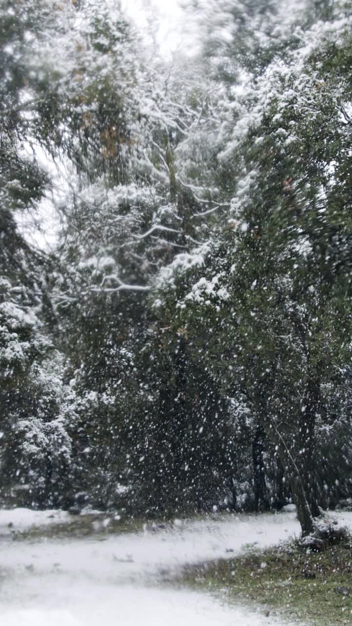 垂直视频-在茂密的森林里，大雪落在树上的慢动作视频下载