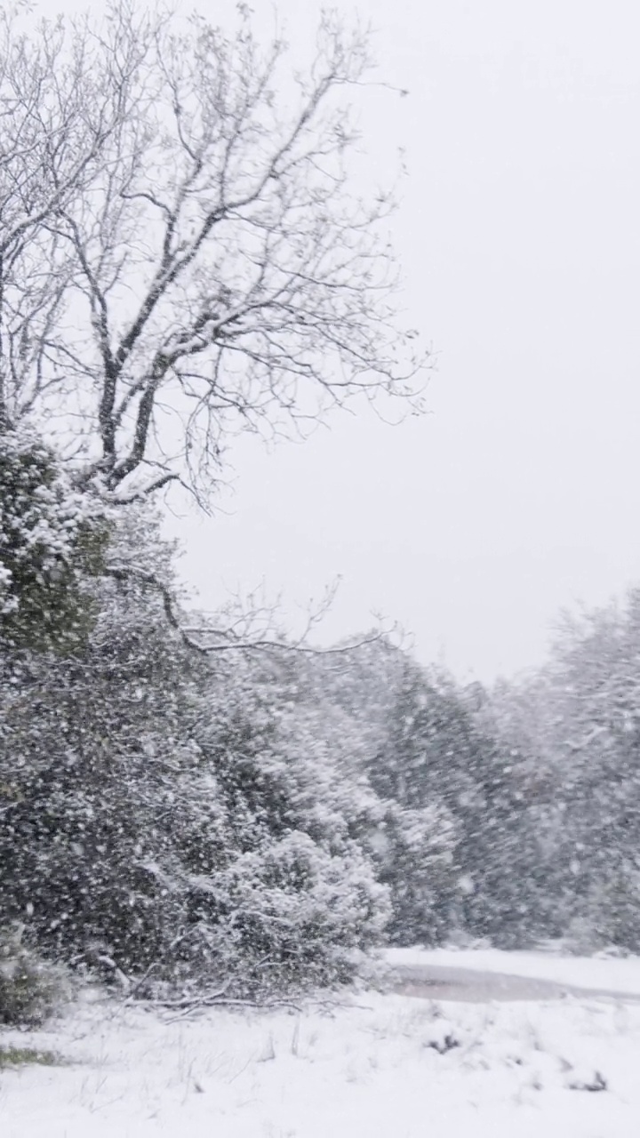 垂直视频-在茂密的森林里，大雪落在树上的慢动作视频下载