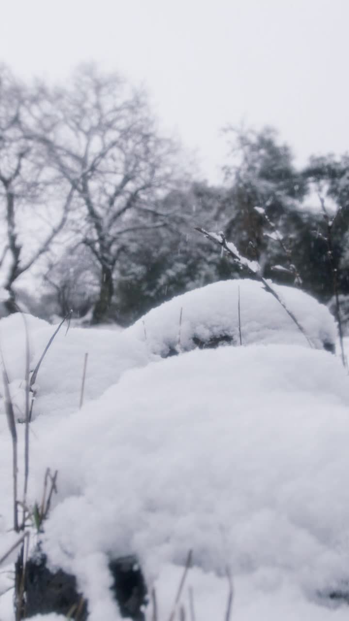 垂直视频-在茂密的森林里，大雪落在树上的慢动作视频素材