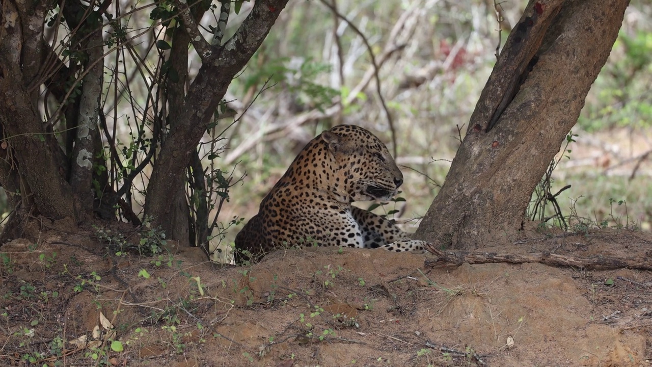 斯里兰卡豹(学名Panthera pardus kotiya)视频下载