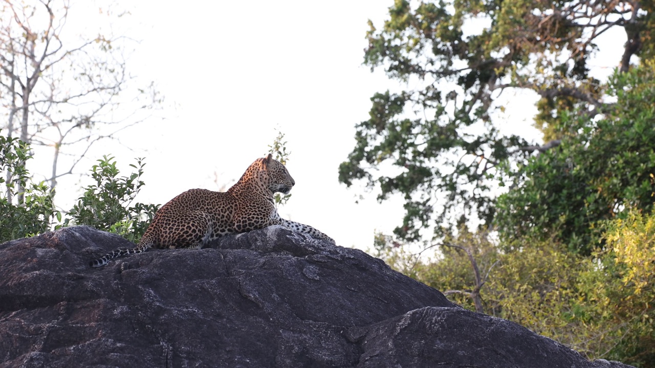 斯里兰卡豹(学名Panthera pardus kotiya)视频下载