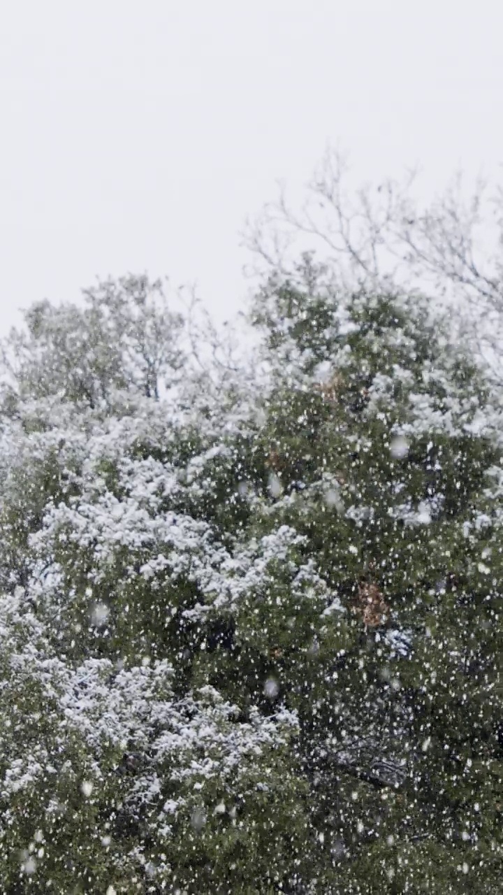 垂直视频-在茂密的森林里，大雪落在树上的慢动作视频下载