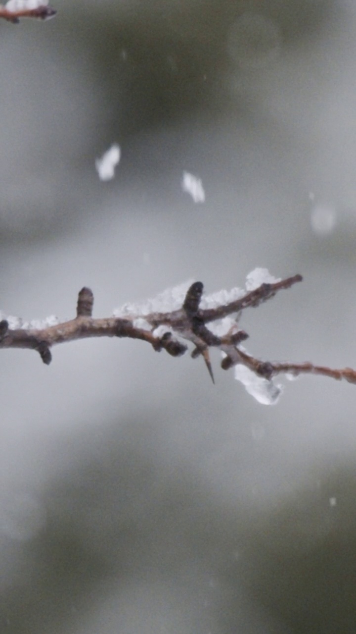 垂直视频-在茂密的森林里，大雪落在树上的慢动作视频下载