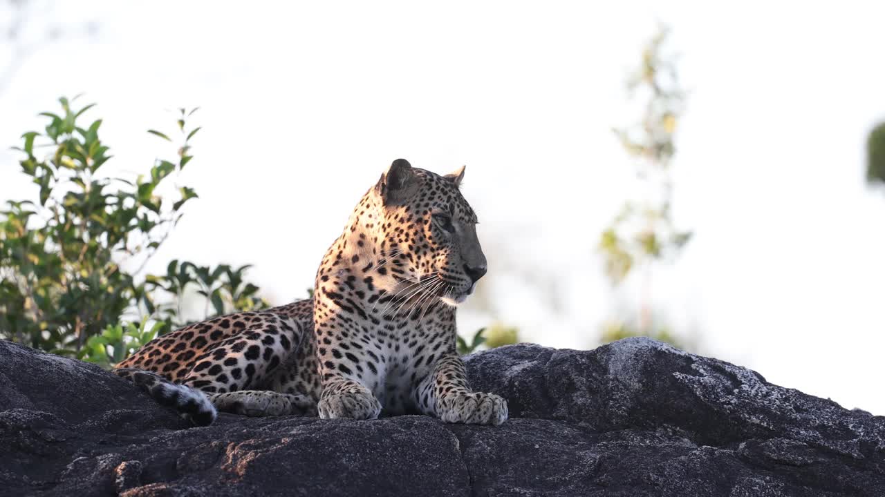 斯里兰卡豹(学名Panthera pardus kotiya)视频下载