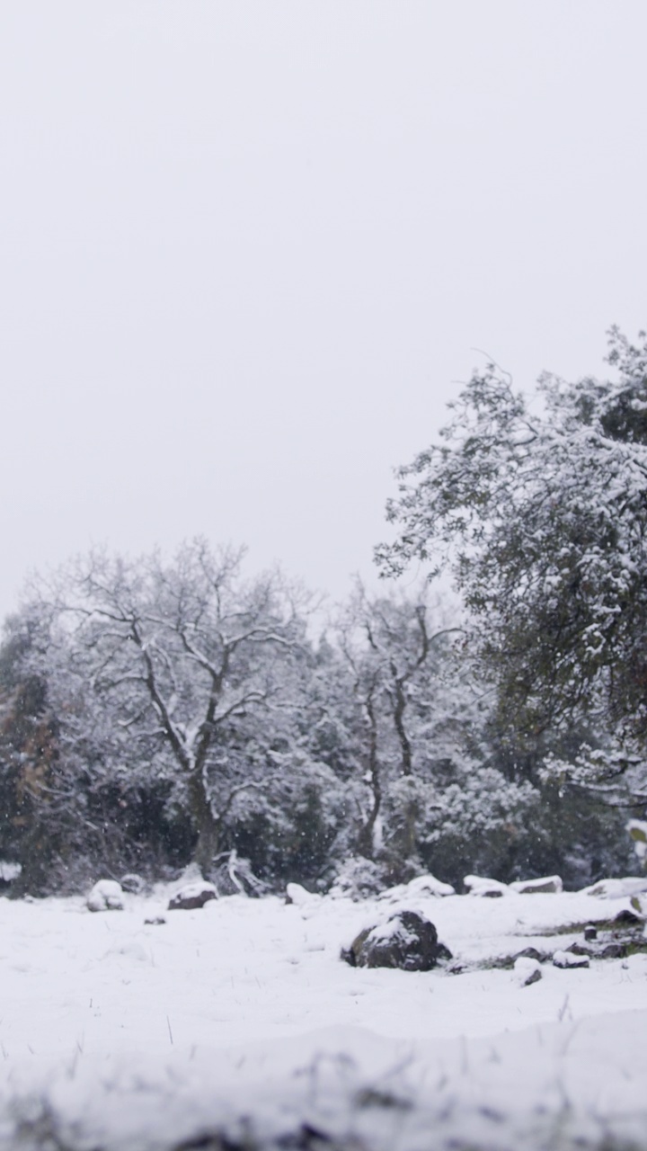 垂直视频-在茂密的森林里，大雪落在树上的慢动作视频下载