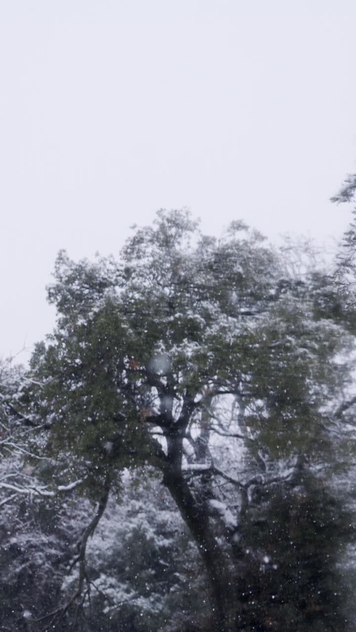 垂直视频-在茂密的森林里，大雪落在树上的慢动作视频下载