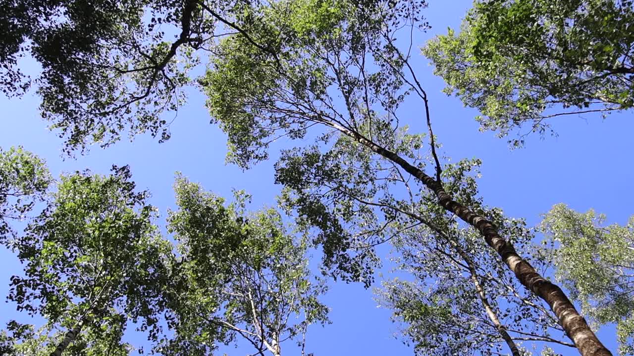 透过随风摇曳的树木看到的天空视频素材