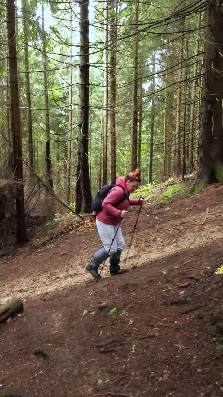 一位妇女拿着登山杖在森林里爬山。视频素材