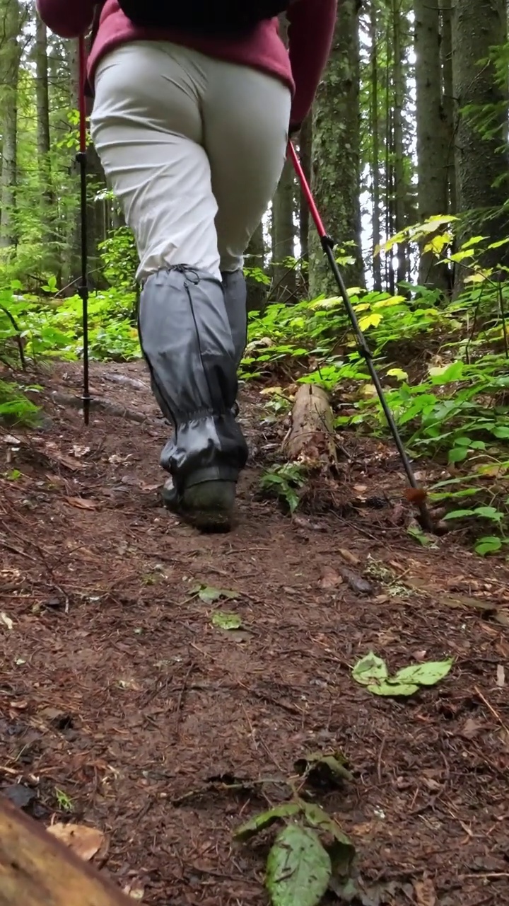 一位妇女拿着登山杖在森林里爬山。视频素材