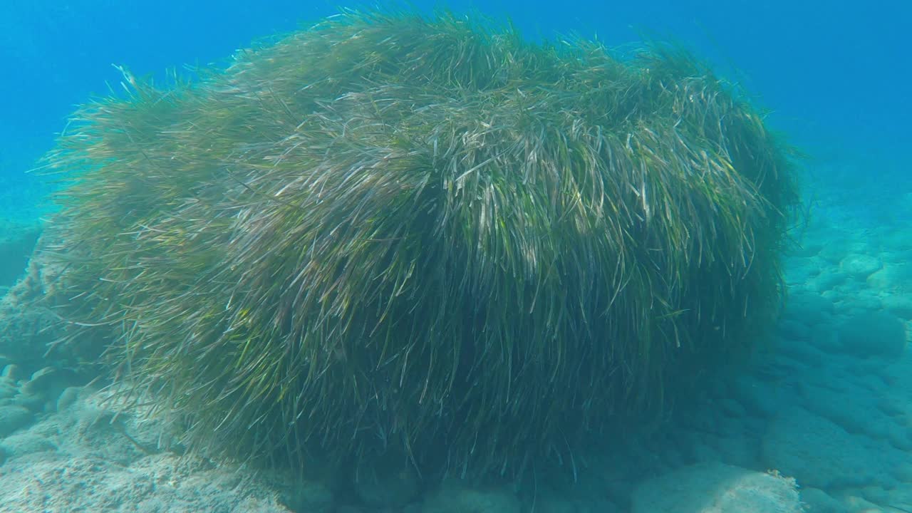 波西多尼亚离开海底视频素材