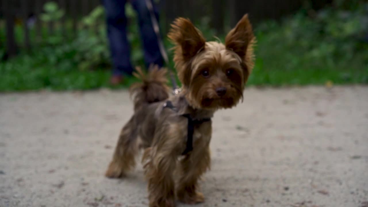 可爱的约克夏梗犬牵着皮带和主人晚上在公园或花园的绿草地上散步。宠物的概念，积极的生活方式，对动物的热爱，宠物。傍晚与狗在城市公园散步视频下载