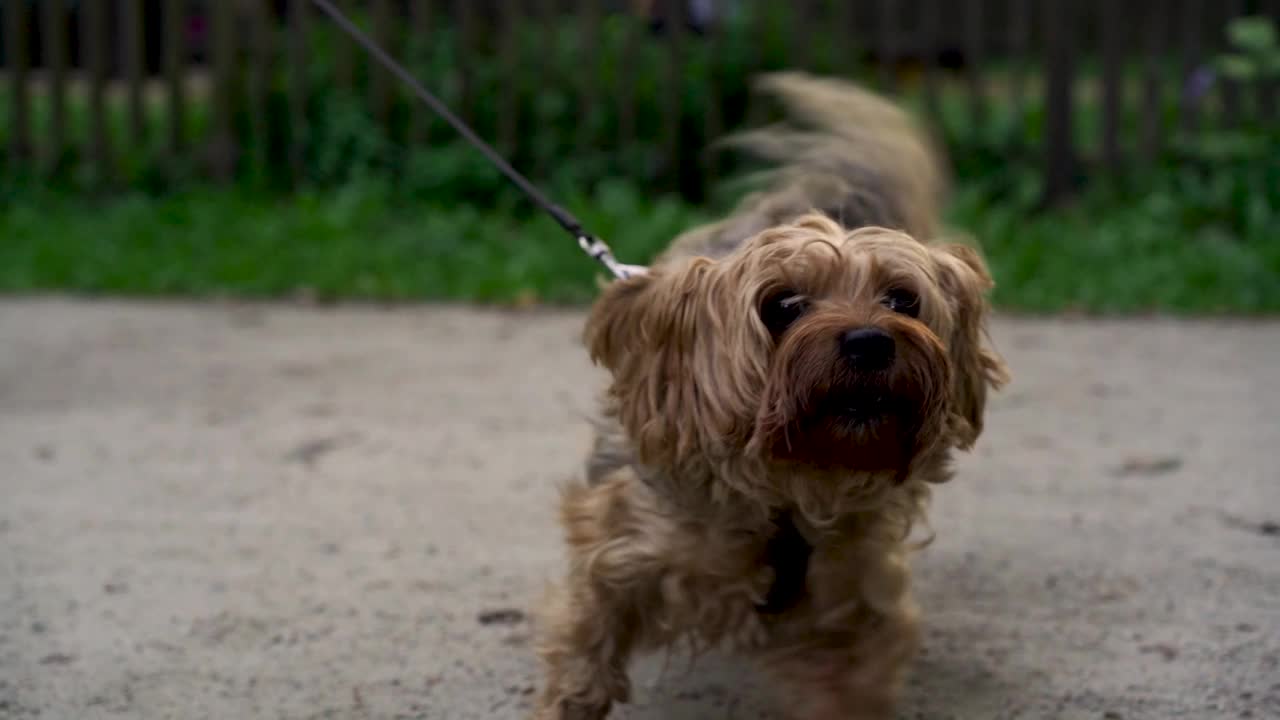 在公园或花园里，一只可爱的约克郡梗犬在主人的牵引下望着框架和吠叫。宠物的概念，积极的生活方式，热爱动物，宠物。傍晚与狗在城市公园散步视频下载