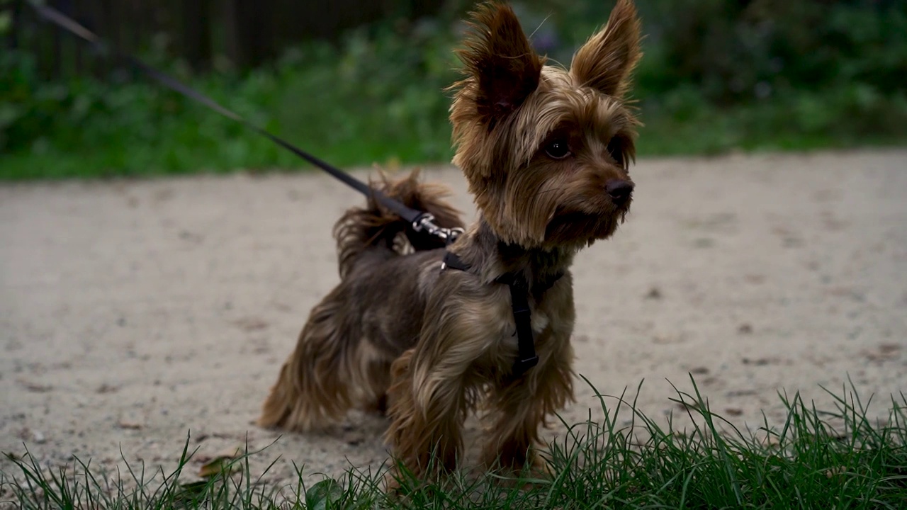 可爱的约克夏梗犬牵着皮带和主人晚上在公园或花园的绿草地上散步。宠物的概念，积极的生活方式，对动物的热爱，宠物。傍晚与狗在城市公园散步视频素材