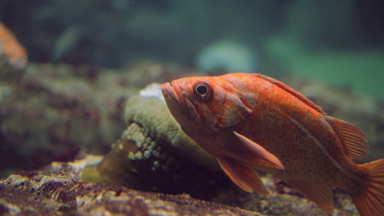 海洋鳍状物种金丝雀岩鱼特写。视频素材