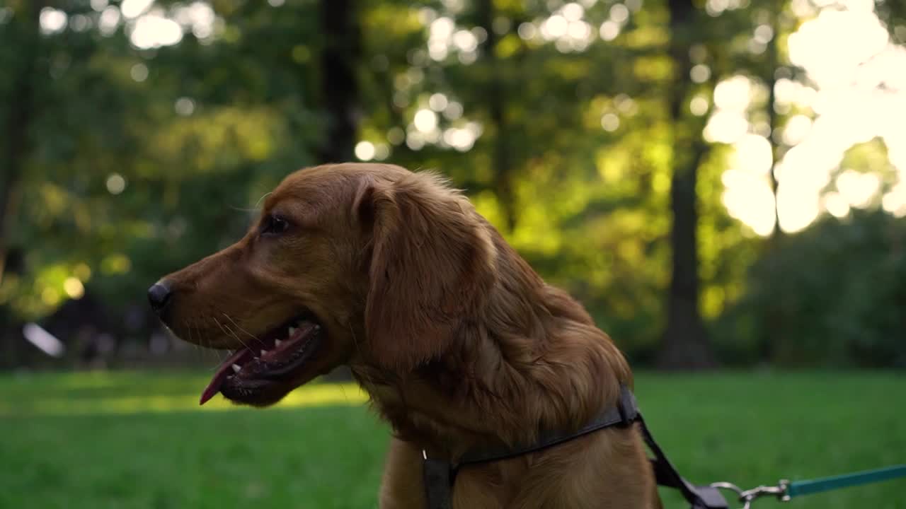 可爱的棕色英国可卡犬小狗在公园里的肖像，背景是傍晚的阳光下的树木。宠物的概念，积极的生活方式，热爱动物，宠物。傍晚与狗在城市公园散步视频素材