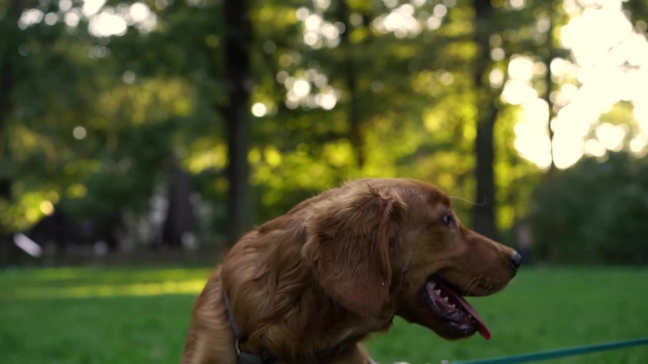 可爱的棕色英国可卡犬小狗在公园里的肖像，背景是傍晚的阳光下的树木。宠物的概念，积极的生活方式，热爱动物，宠物。傍晚与狗在城市公园散步视频下载