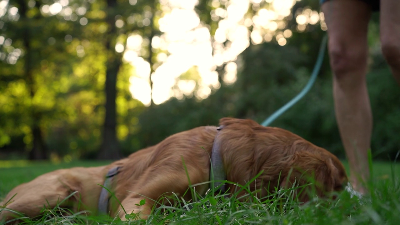 可爱的棕色英国可卡犬小狗在公园里的肖像，背景是傍晚的阳光下的树木。宠物的概念，积极的生活方式，热爱动物，宠物。傍晚与狗在城市公园散步视频下载