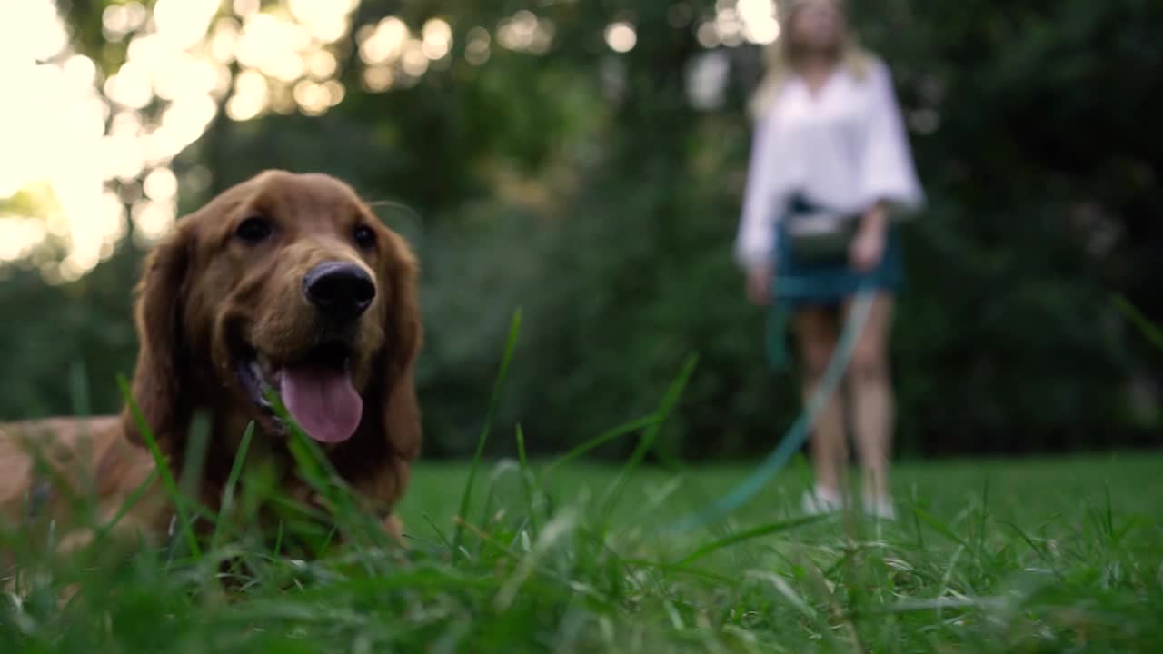 傍晚，公园草地上，女子的手抚摸着可爱的棕色英国可卡犬。宠物理念，积极的生活方式，热爱动物，宠物。傍晚与狗在城市公园散步视频下载