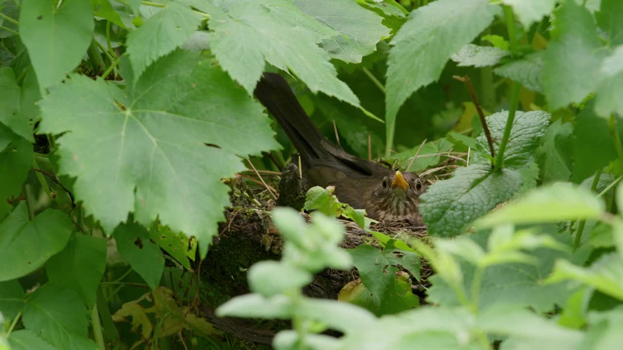 在有机花园的覆盆子灌木丛中筑巢的歌鸫(Turdus philomelos)视频素材