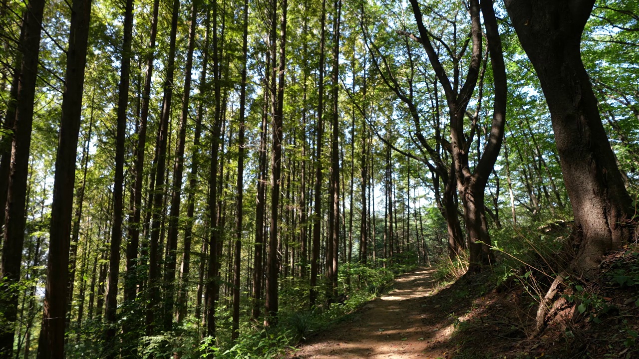 安山Jarak-gil路——道路两旁的树叶在风中摇曳/首尔，韩国视频素材