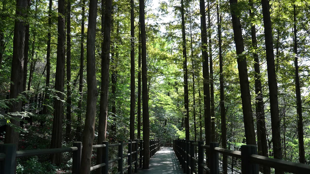 安山Jarak-gil路——水杉在甲板路两侧摇摆/首尔，韩国视频素材