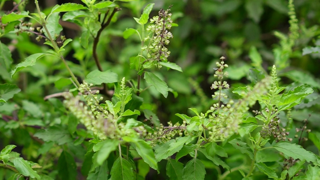 泰国圣罗勒(Ocimum tenuflorum sanctum)或Tulsi kaphrao圣罗勒是一种直立的，叶子红色的蔬菜，在自然背景下盛开在花园中视频素材