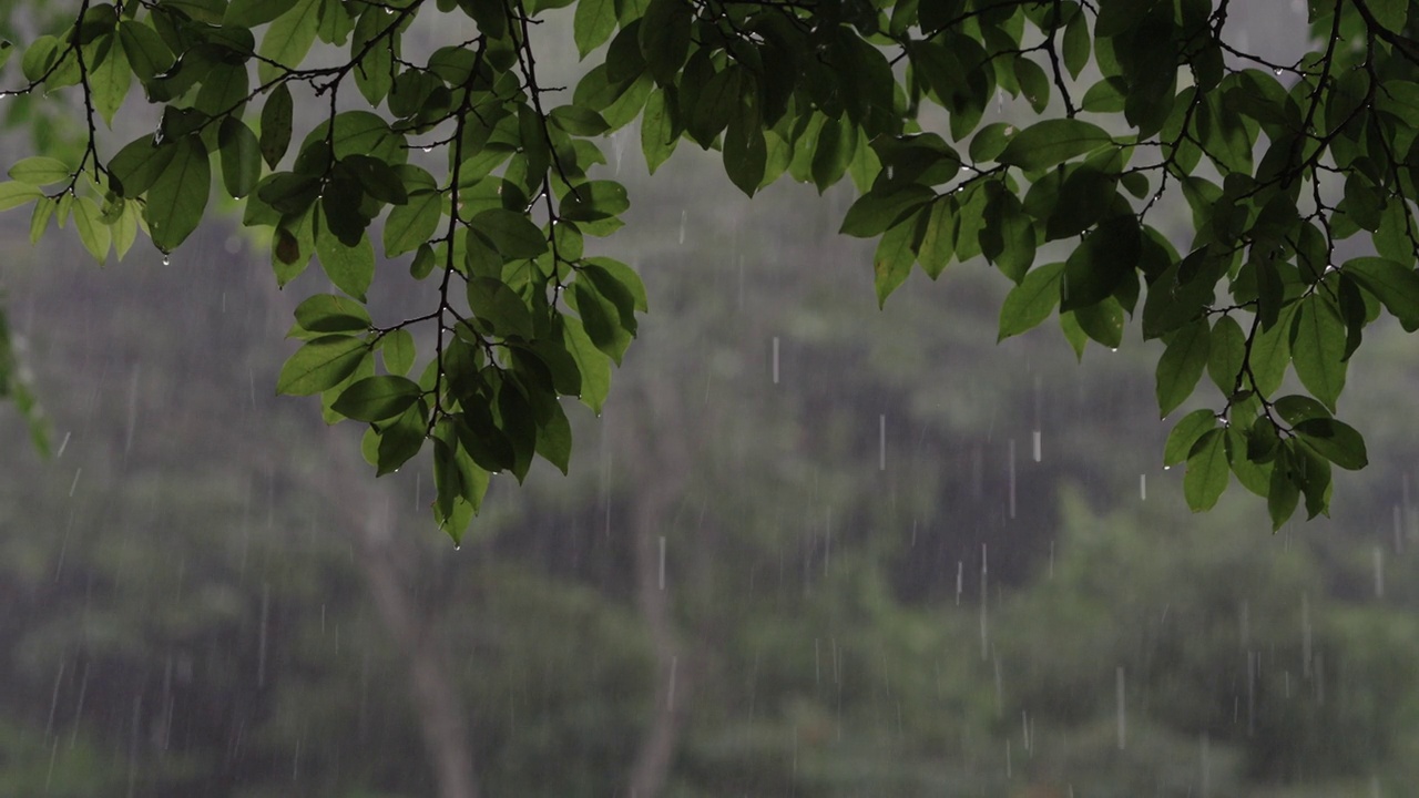 从雨中俯瞰绿色的热带森林视频素材