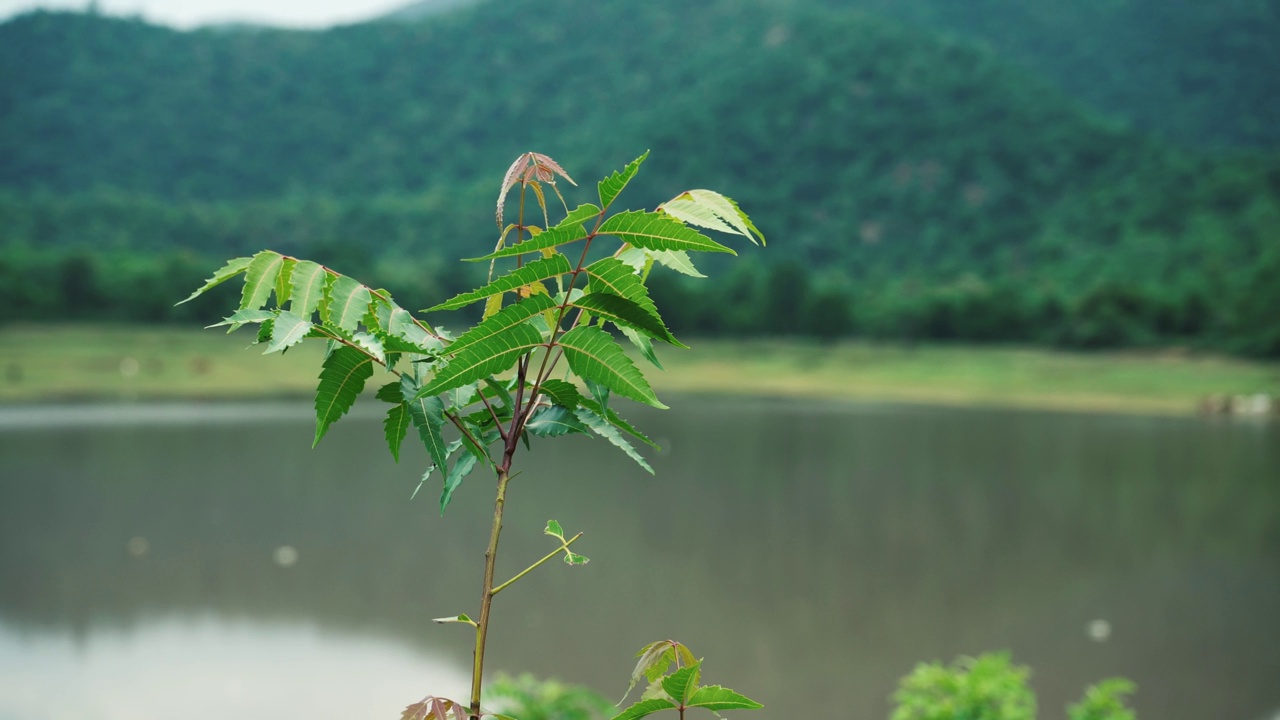 印楝树树枝，极近距离观察，山的背景视频素材