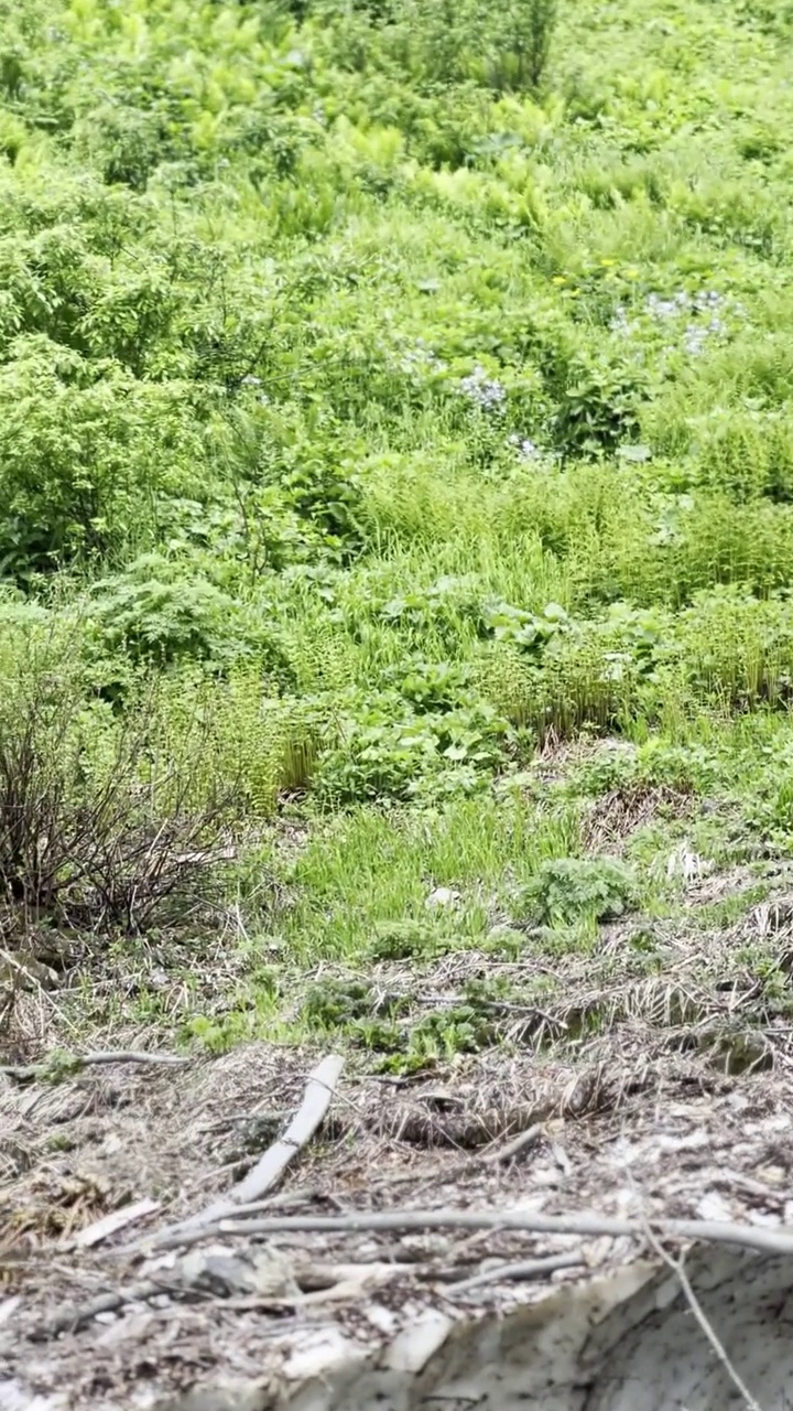 在阳光明媚的夏日漫步在山间，欣赏瀑布。视频下载