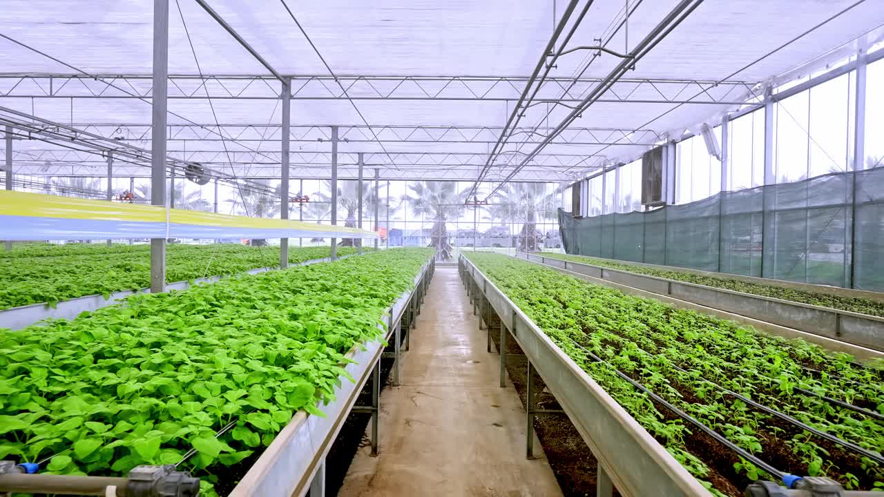 种植植物、花卉的农场温室视频素材