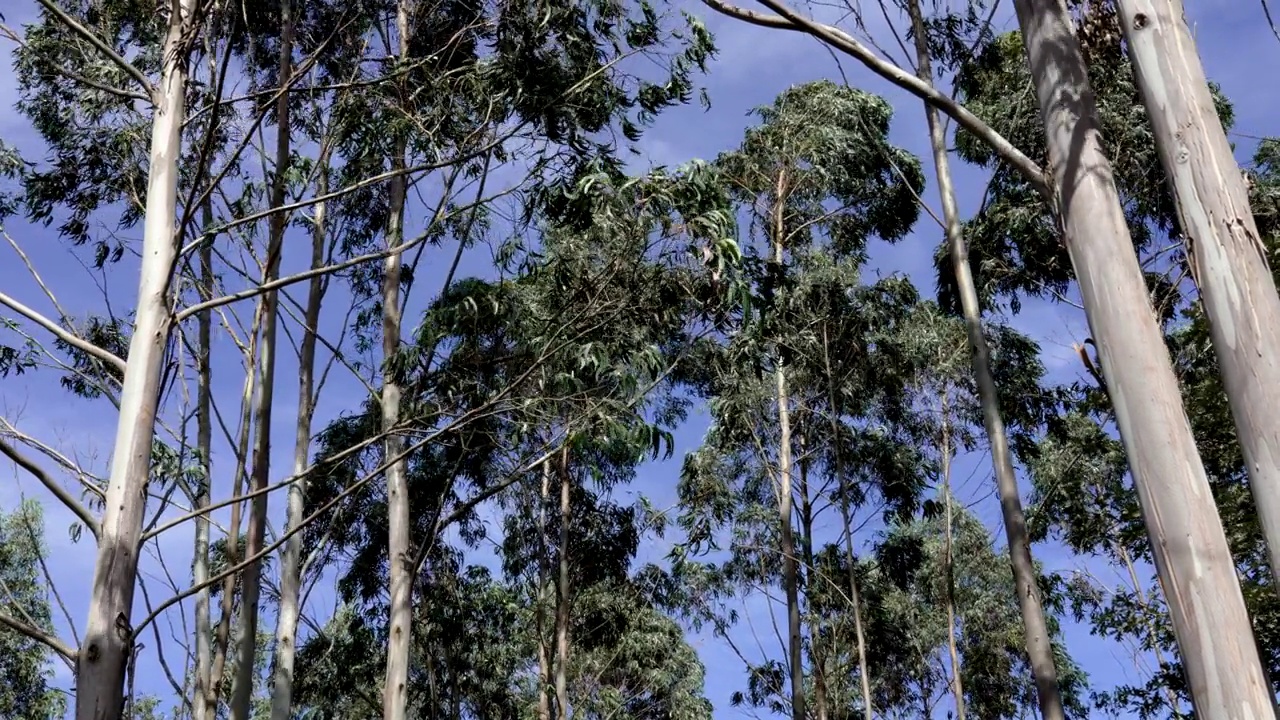 美丽的桉树山种植园在天空的背景。高大的树梢视频素材