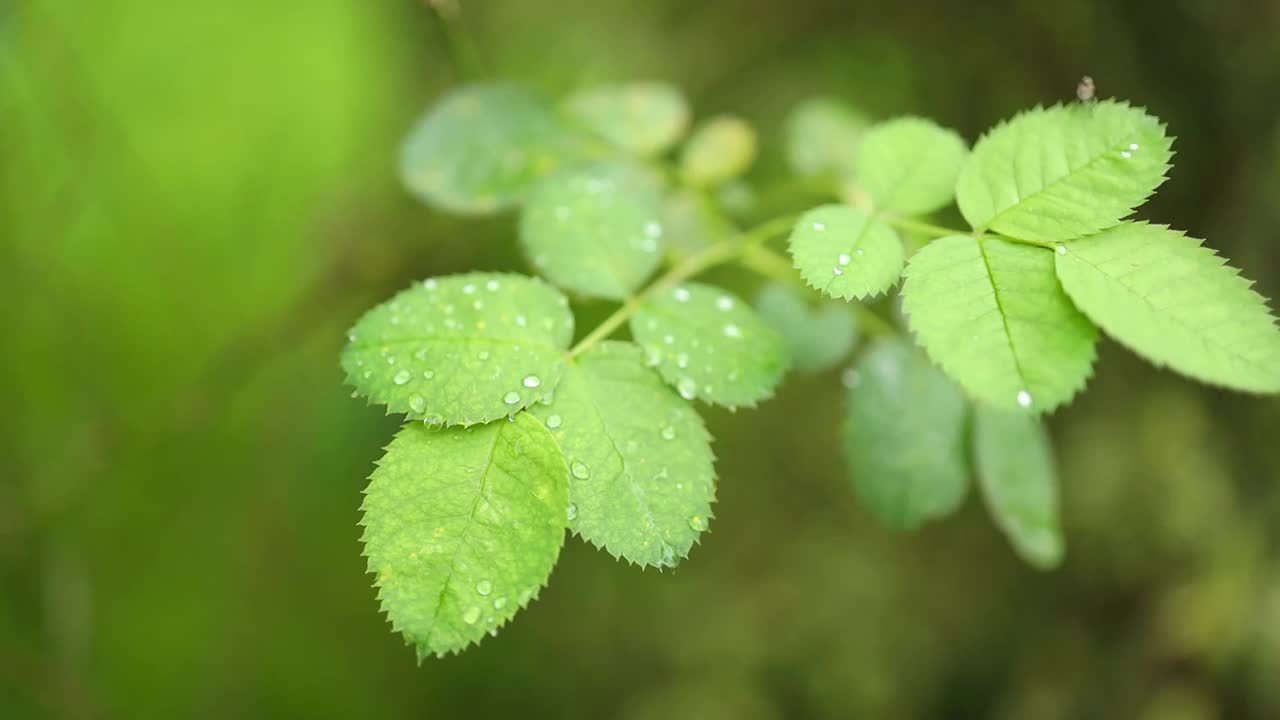 绿玫瑰叶子与雨滴的特写视频素材