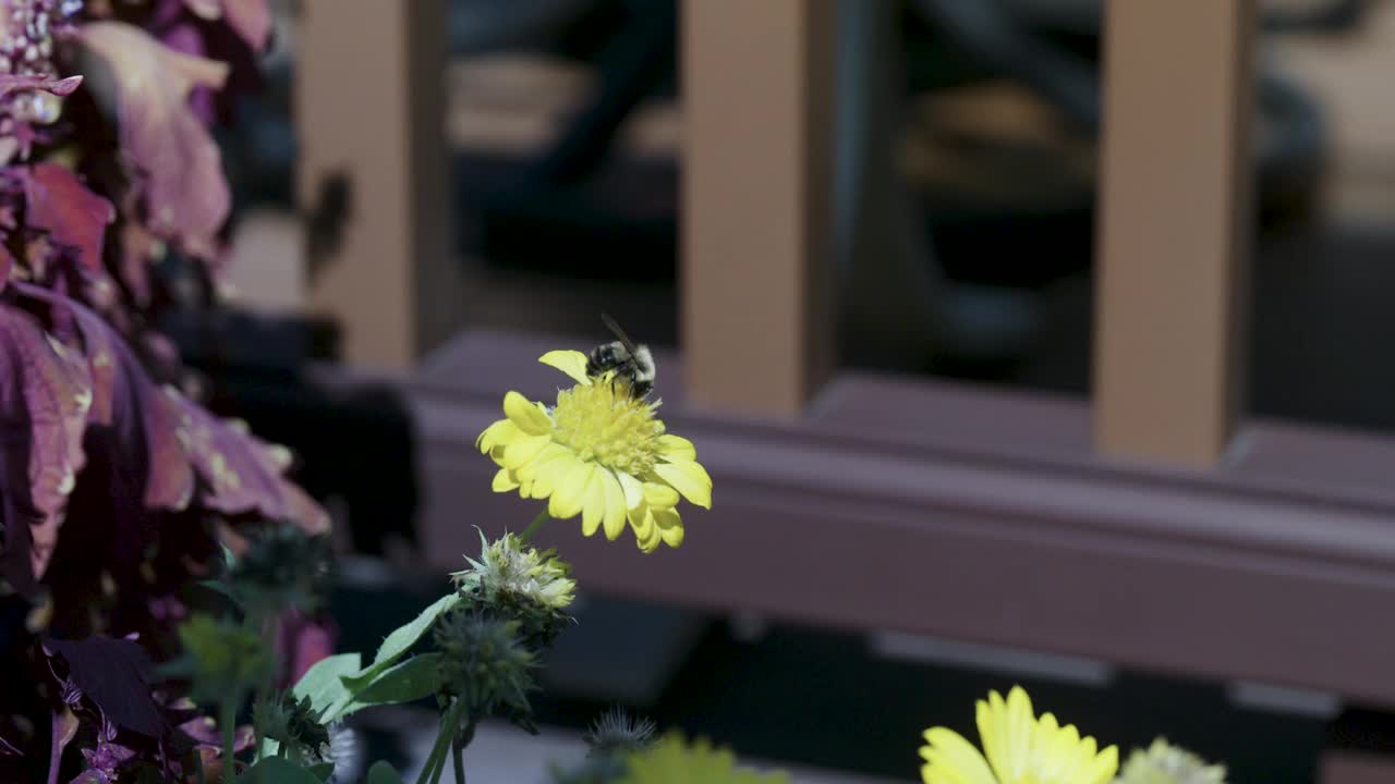 大黄蜂绕着花飞4K视频素材